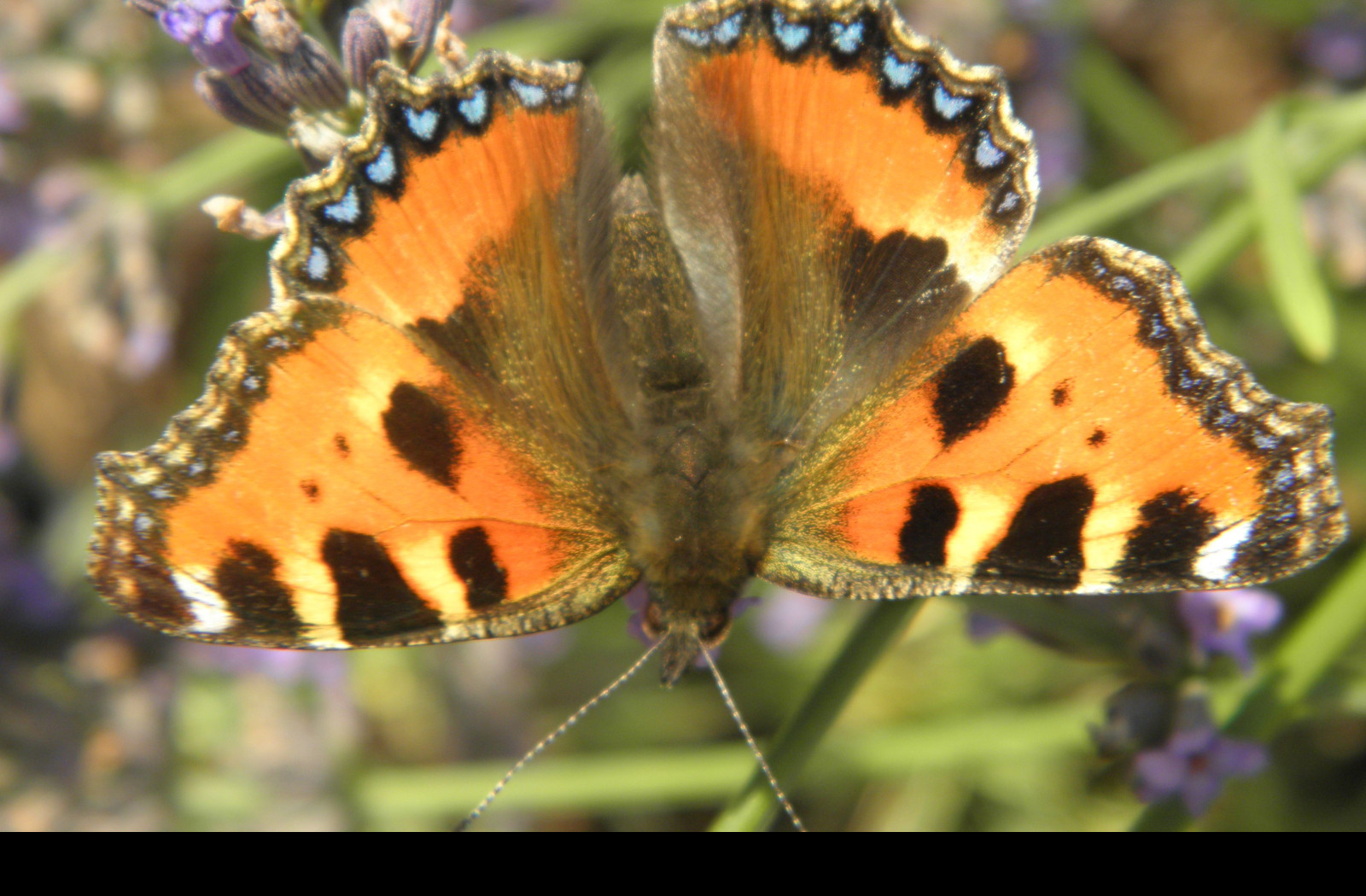 Tapeta motyl_na_levanduli