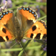 Tapeta motyl_na_levanduli