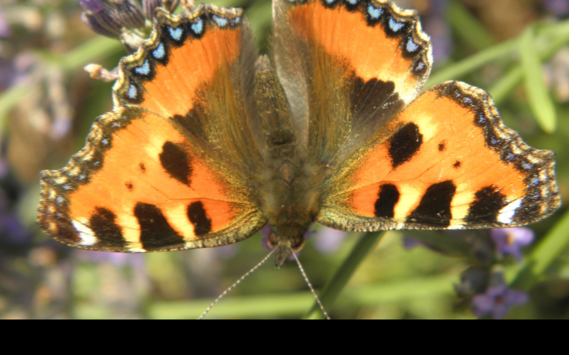 Tapeta motyl_na_levanduli