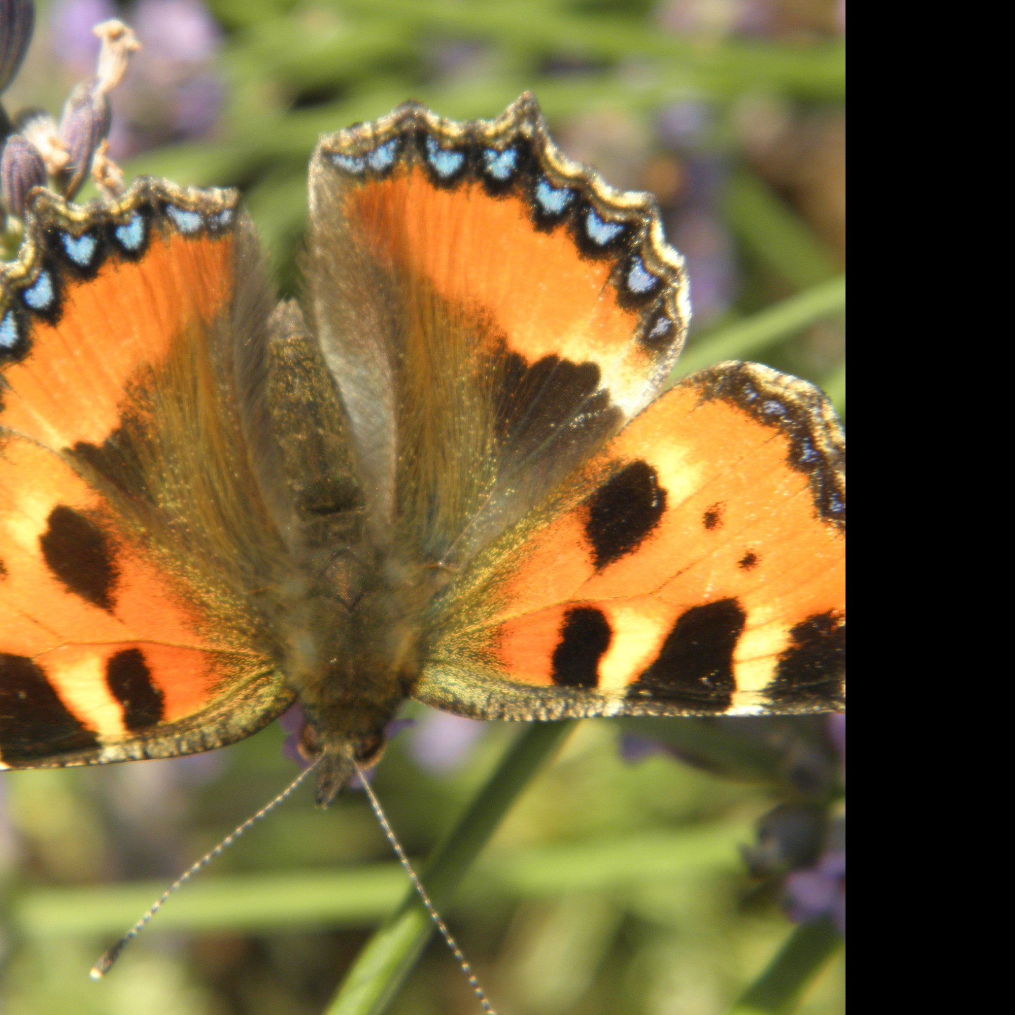 Tapeta motyl_na_levanduli