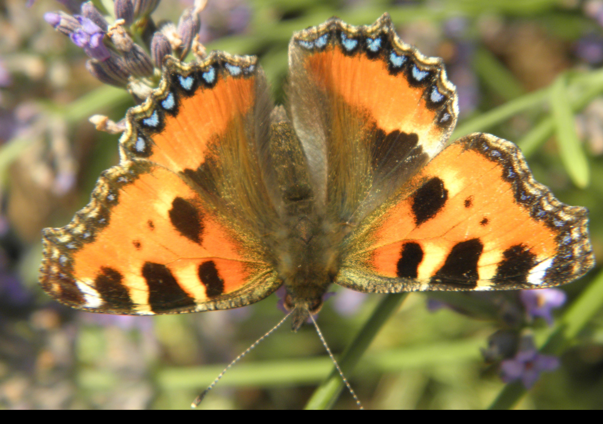 Tapeta motyl_na_levanduli