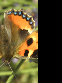 Tapeta motyl_na_levanduli