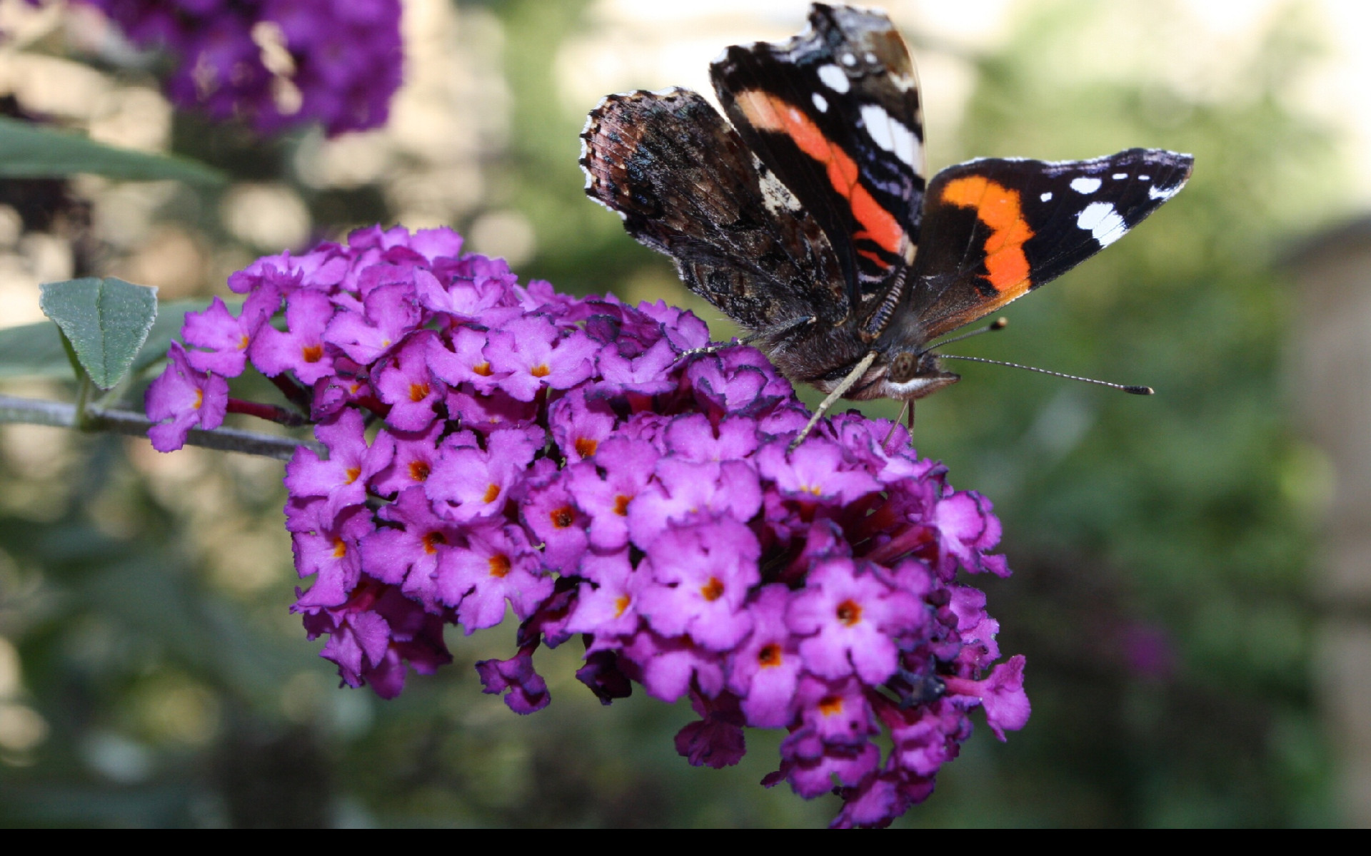 Tapeta motyl_na_motylku