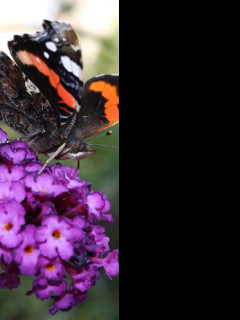 Tapeta motyl_na_motylku