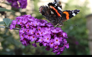 Tapeta motyl_na_motylku