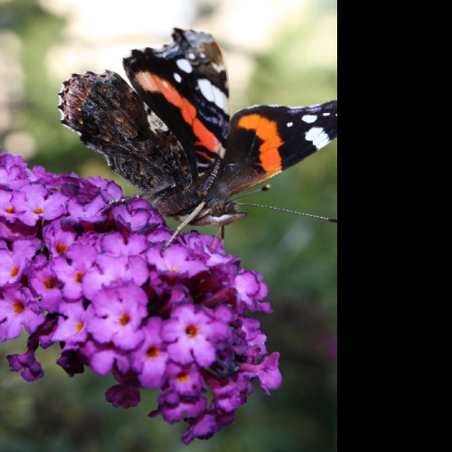 Tapeta motyl_na_motylku