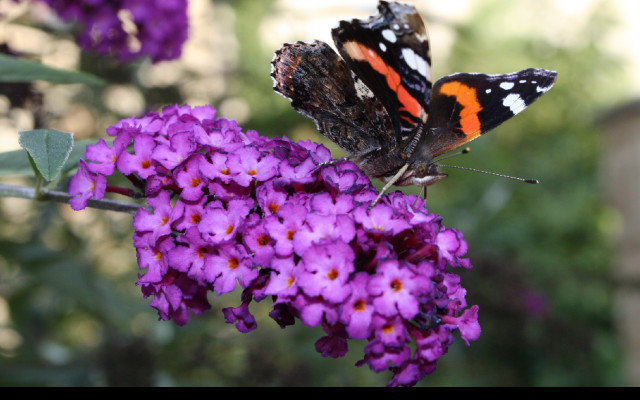 Tapeta motyl_na_motylku