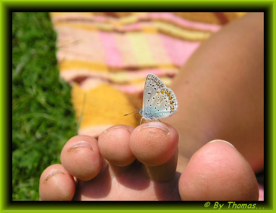 Tapeta: Motýl na prstě
