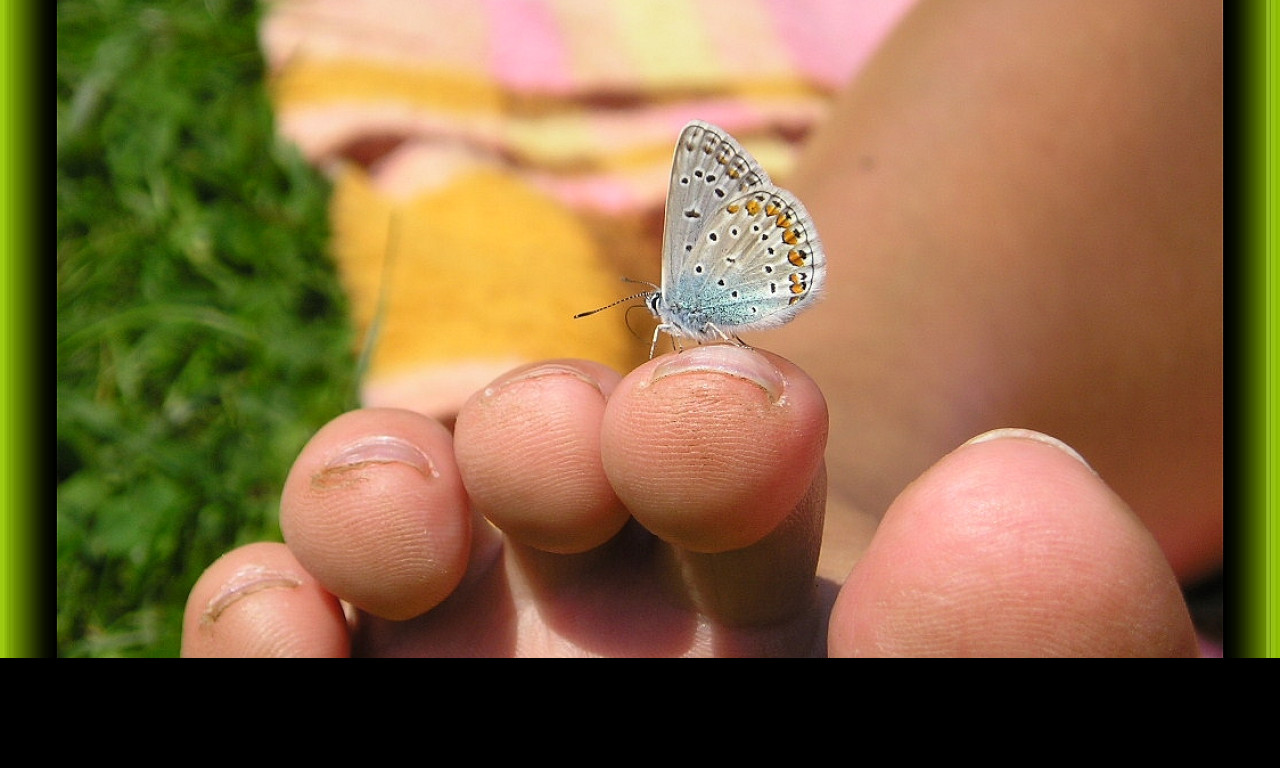 Tapeta motyl_na_prste