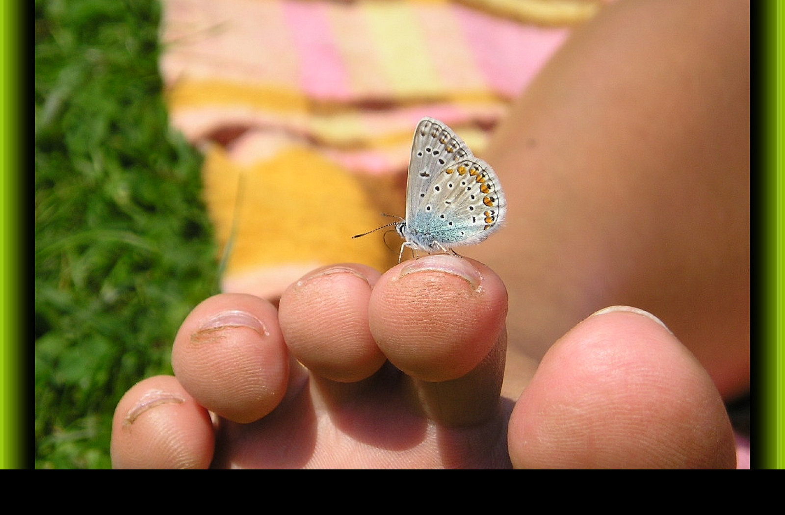 Tapeta motyl_na_prste