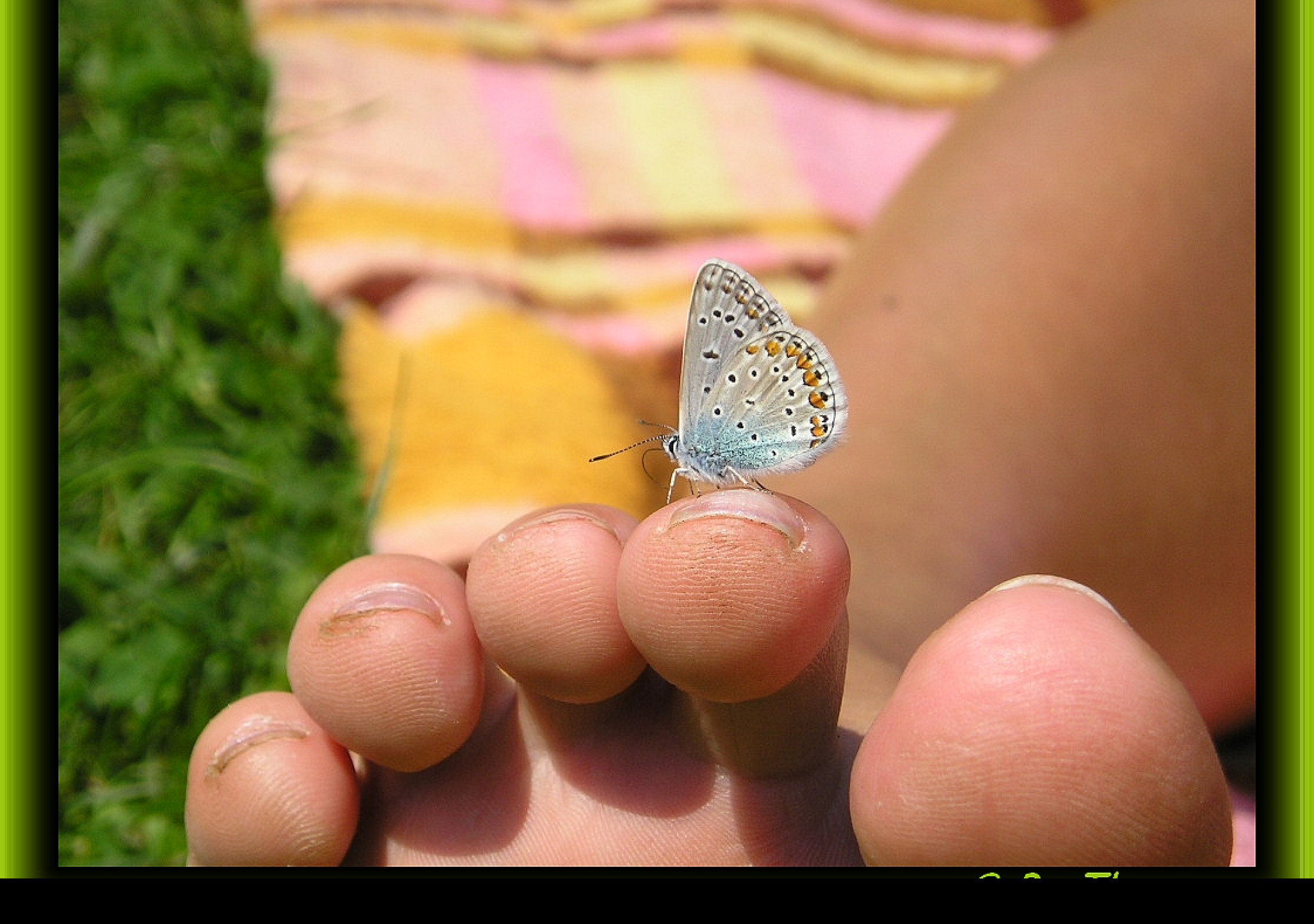 Tapeta motyl_na_prste