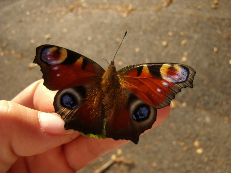 Tapeta motyl_na_ruce