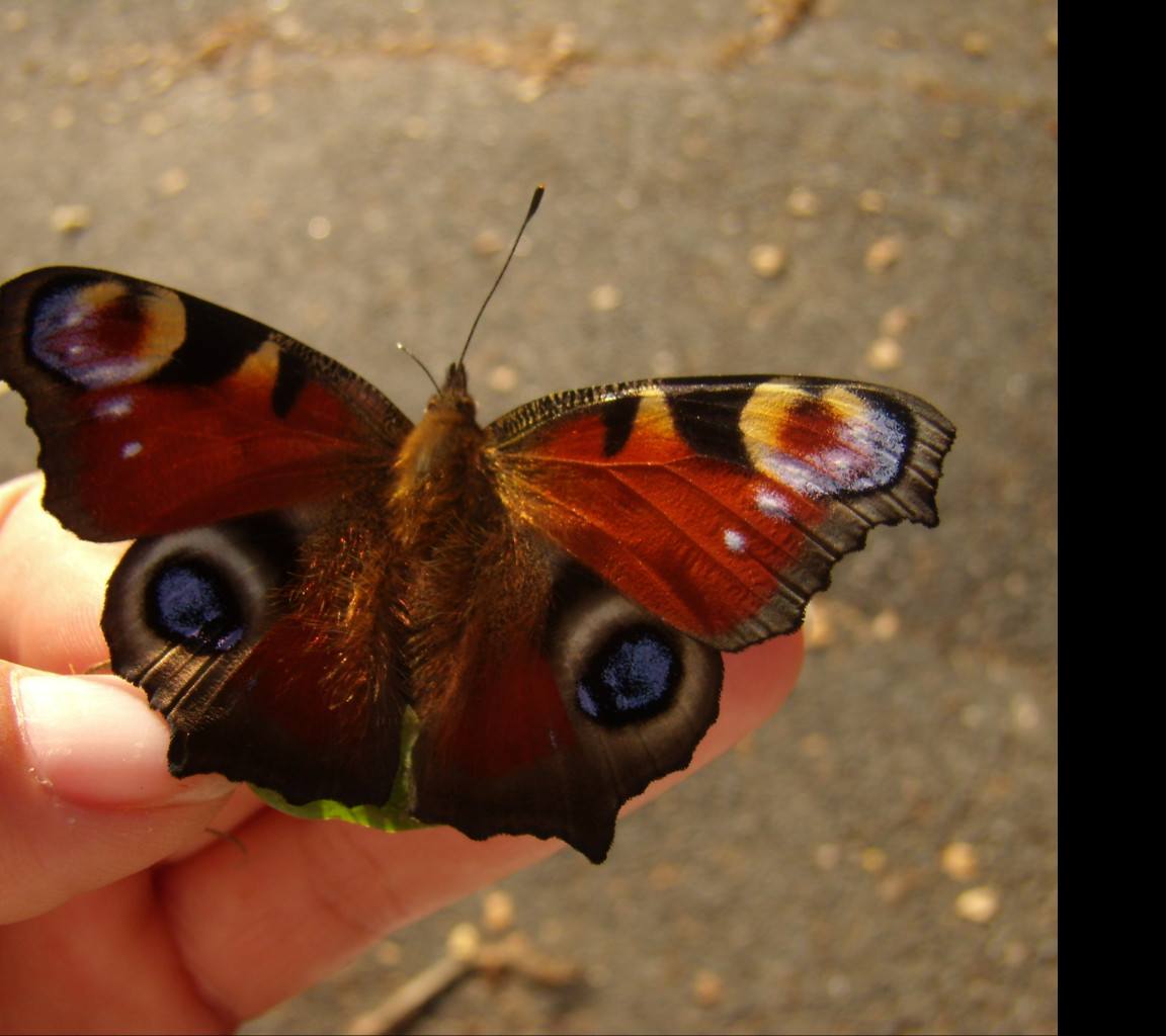 Tapeta motyl_na_ruce