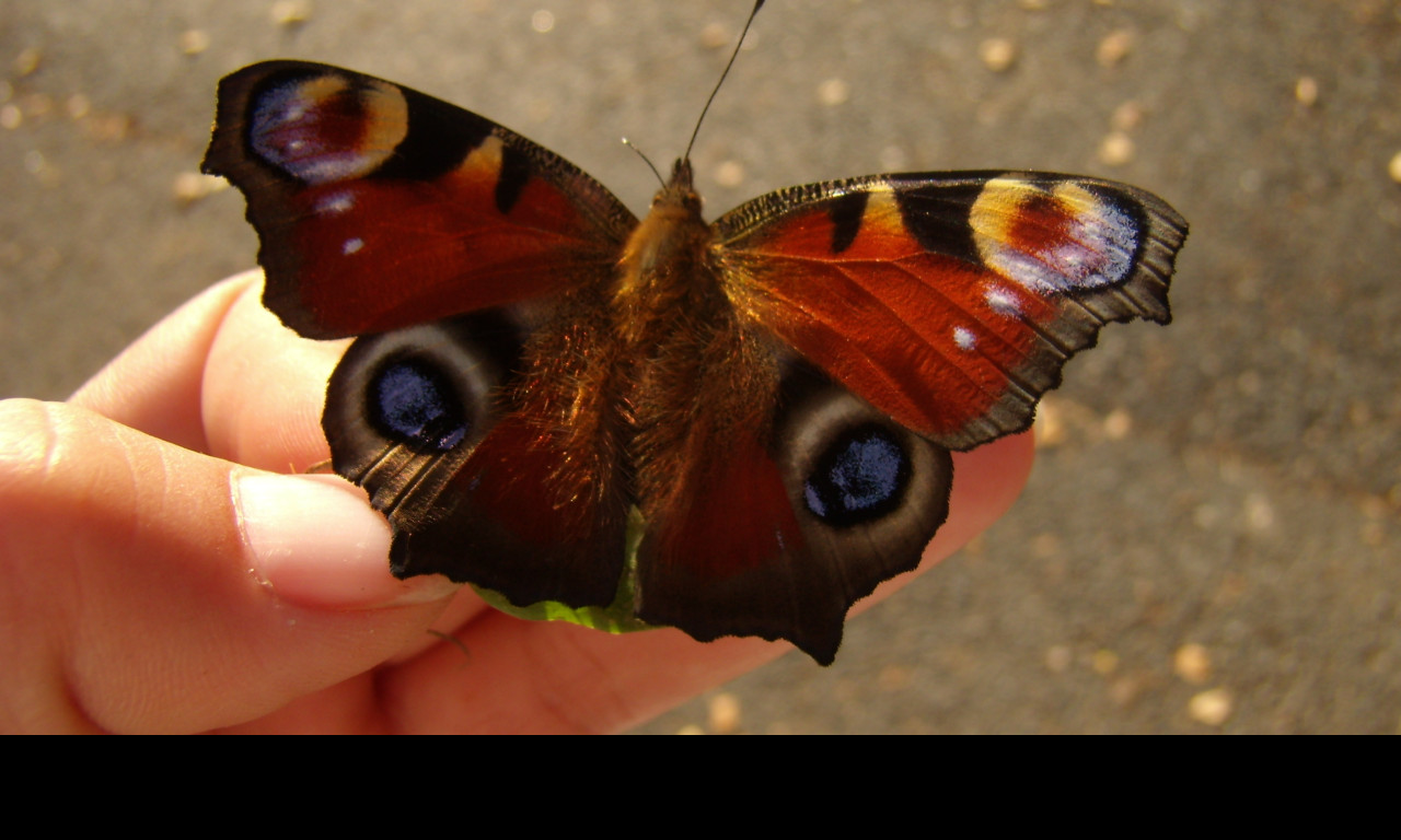 Tapeta motyl_na_ruce