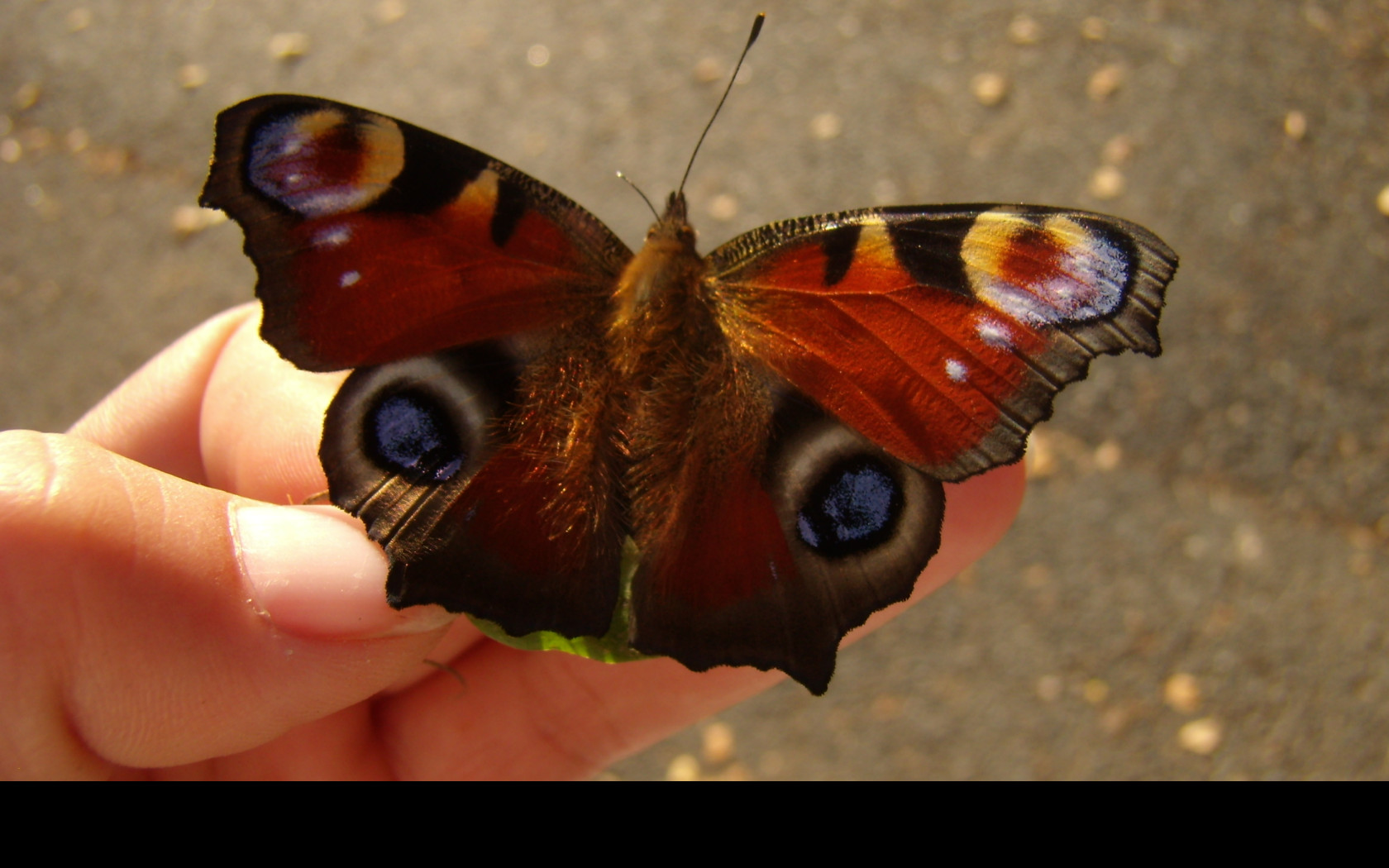 Tapeta motyl_na_ruce