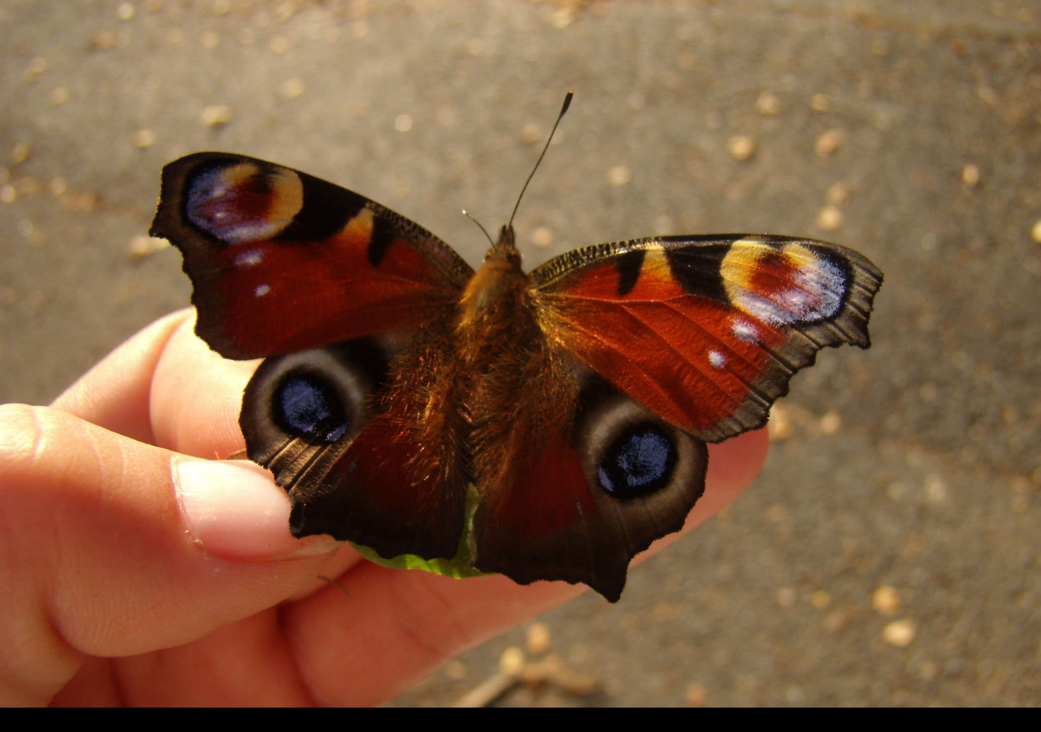 Tapeta motyl_na_ruce