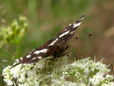 Tapeta: Motýl na svačině