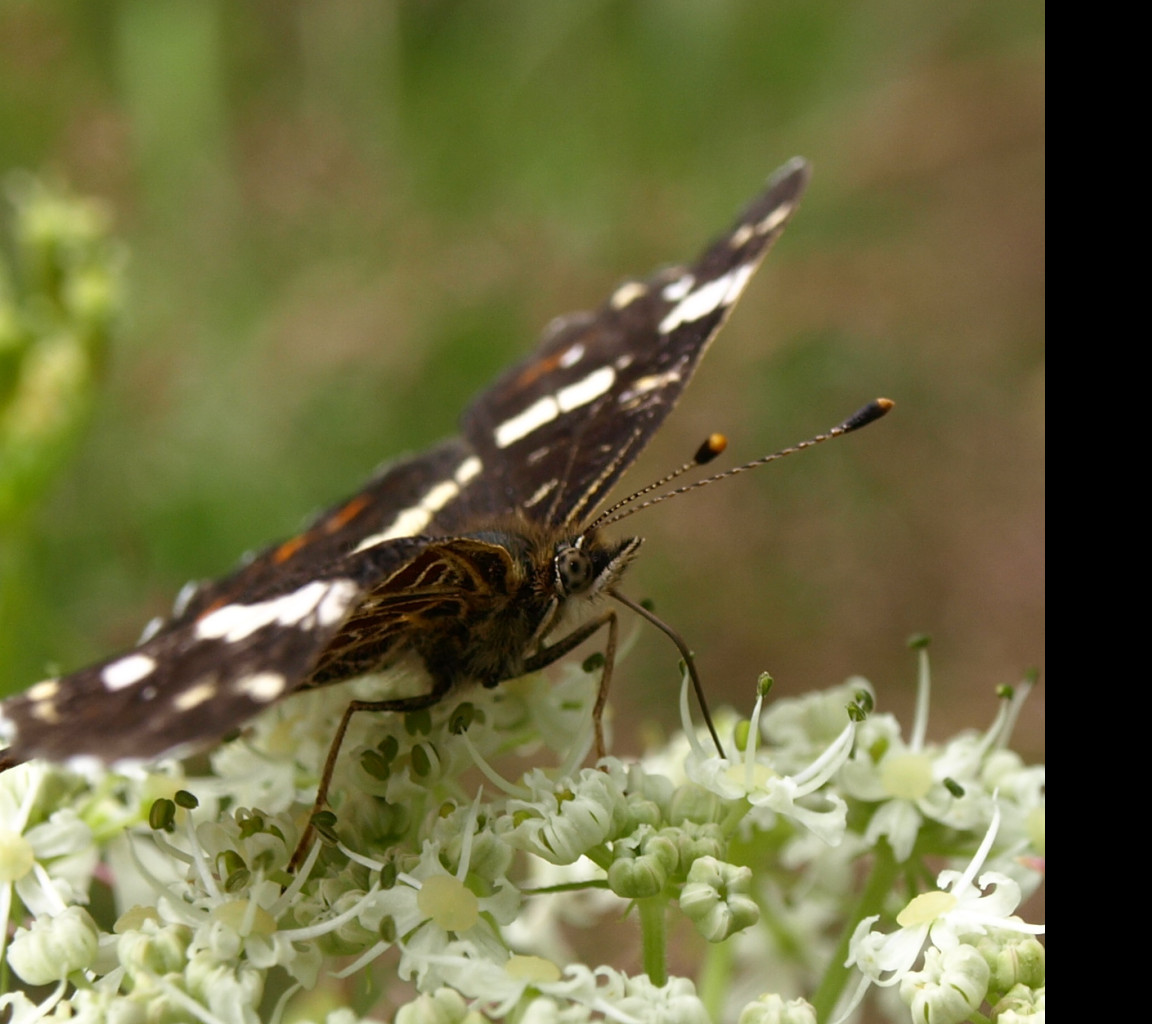 Tapeta motyl_na_svacine