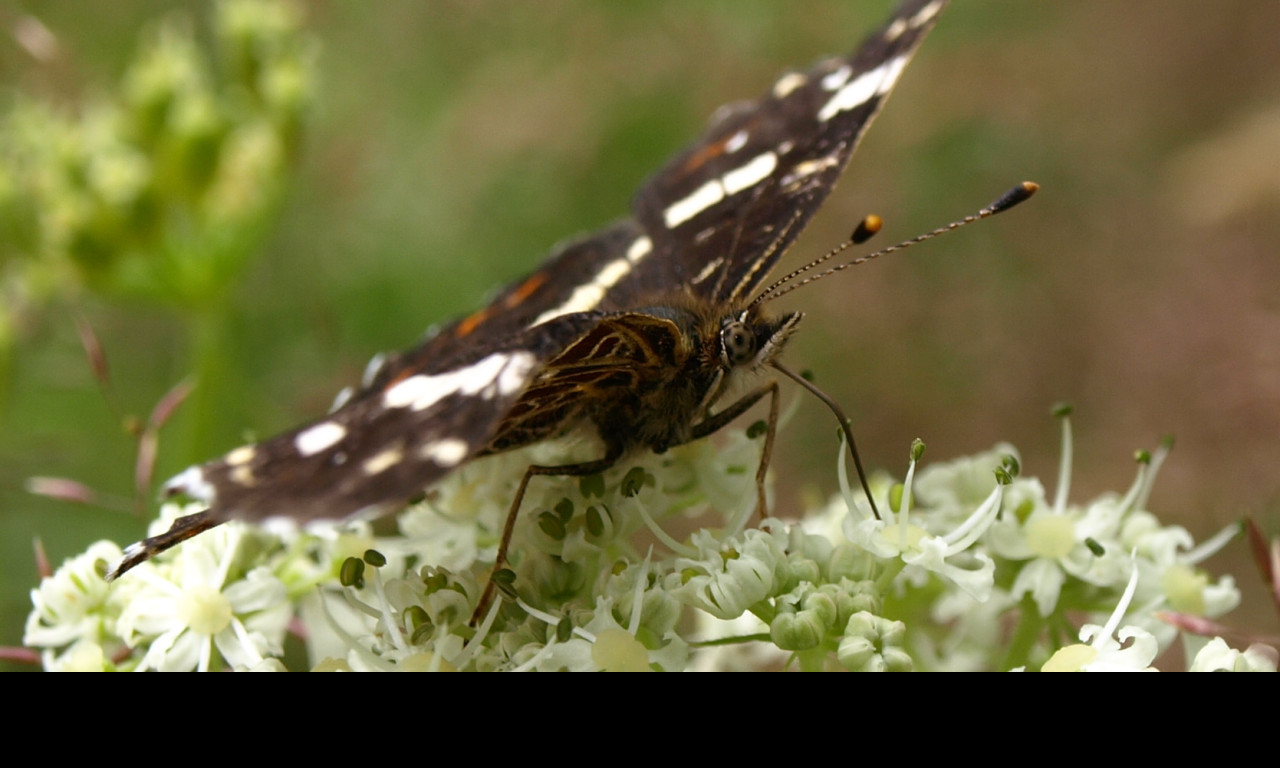 Tapeta motyl_na_svacine