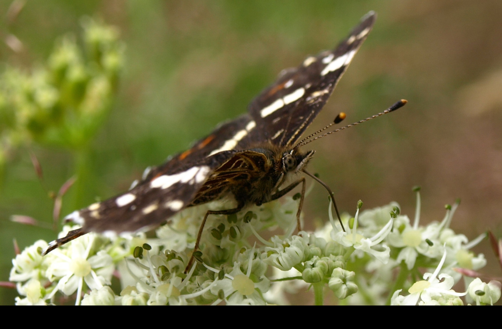 Tapeta motyl_na_svacine