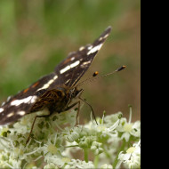 Tapeta motyl_na_svacine