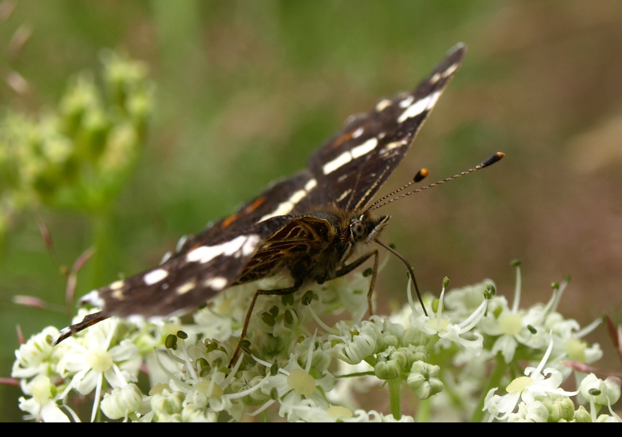 Tapeta motyl_na_svacine