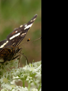 Tapeta motyl_na_svacine