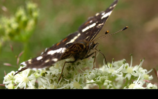 Tapeta motyl_na_svacine