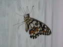 Tapeta Motýl na zácloně