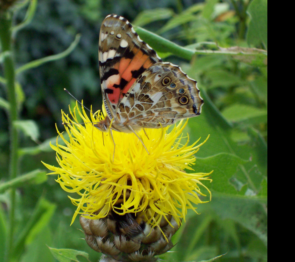 Tapeta motyl_na_zlute_kvetine