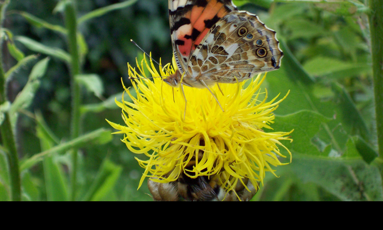 Tapeta motyl_na_zlute_kvetine