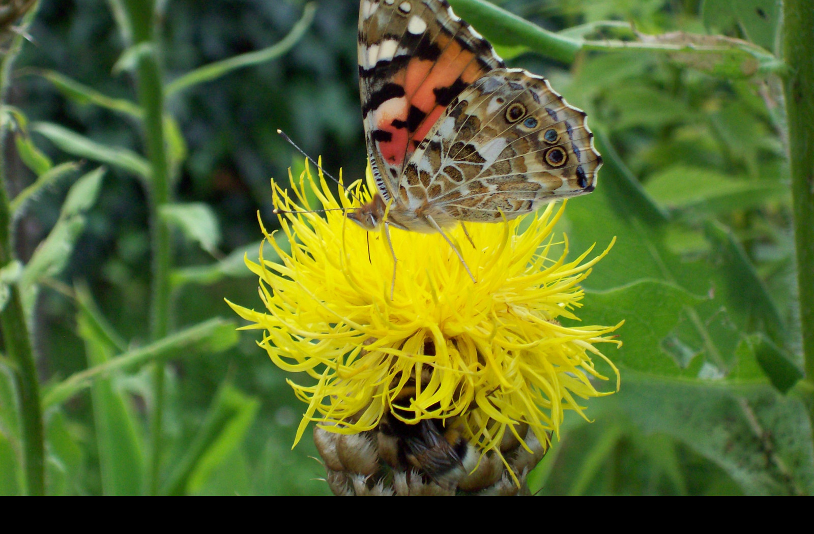 Tapeta motyl_na_zlute_kvetine