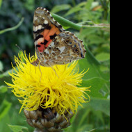 Tapeta motyl_na_zlute_kvetine