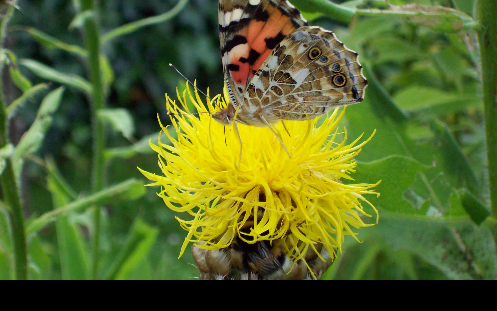 Tapeta motyl_na_zlute_kvetine