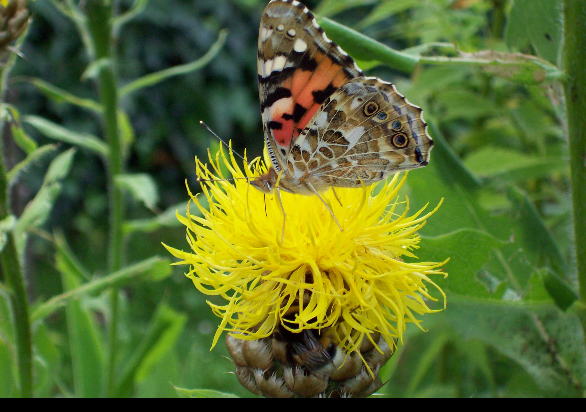 Tapeta motyl_na_zlute_kvetine