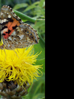 Tapeta motyl_na_zlute_kvetine