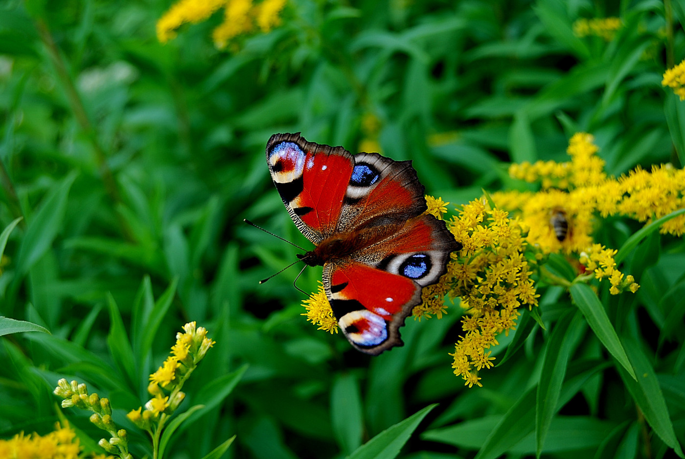 Tapeta motyl_otakarek