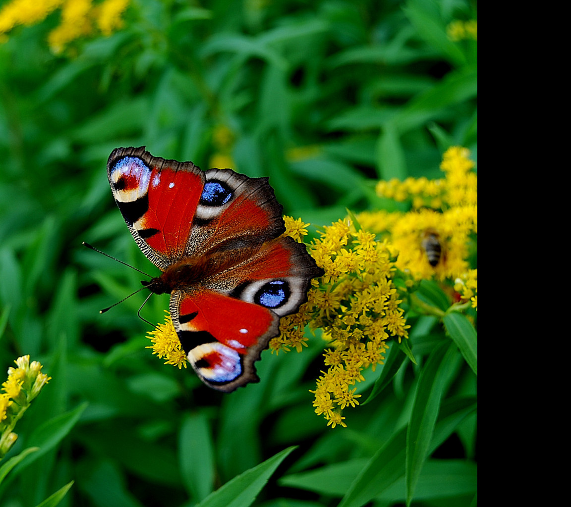 Tapeta motyl_otakarek