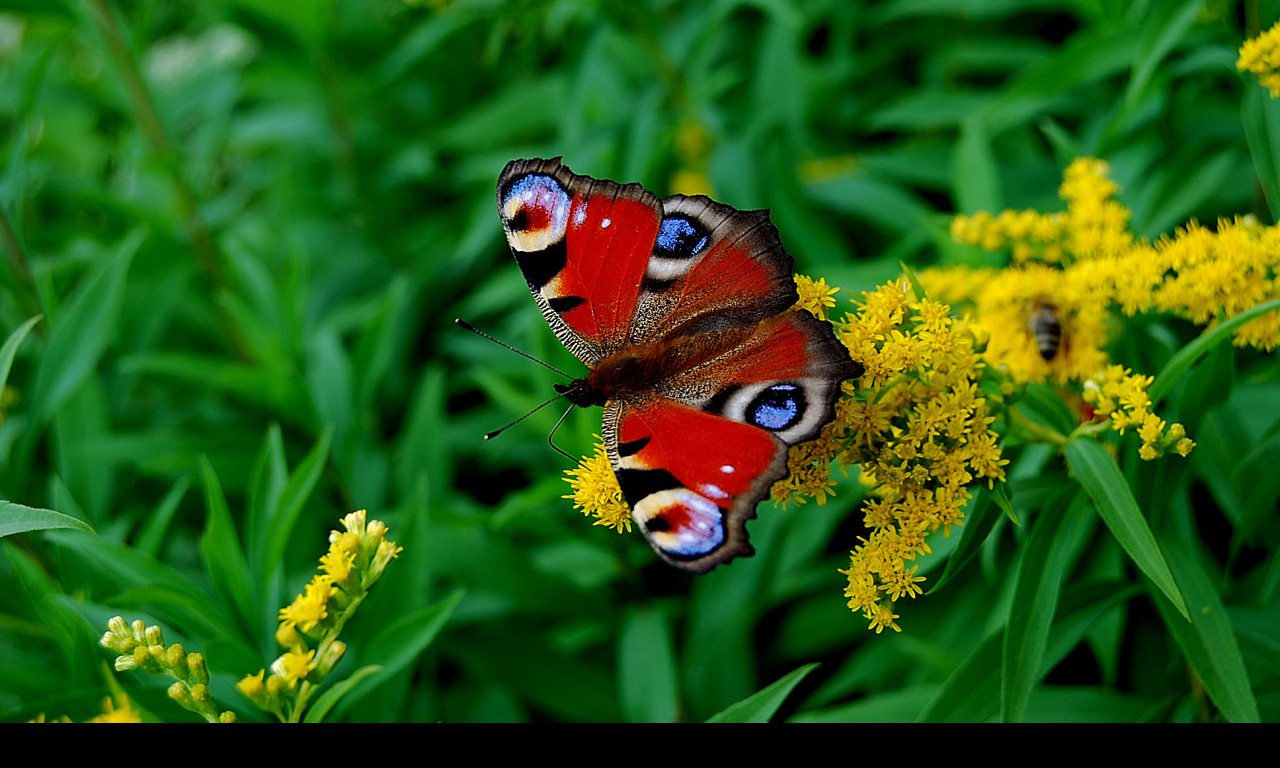 Tapeta motyl_otakarek