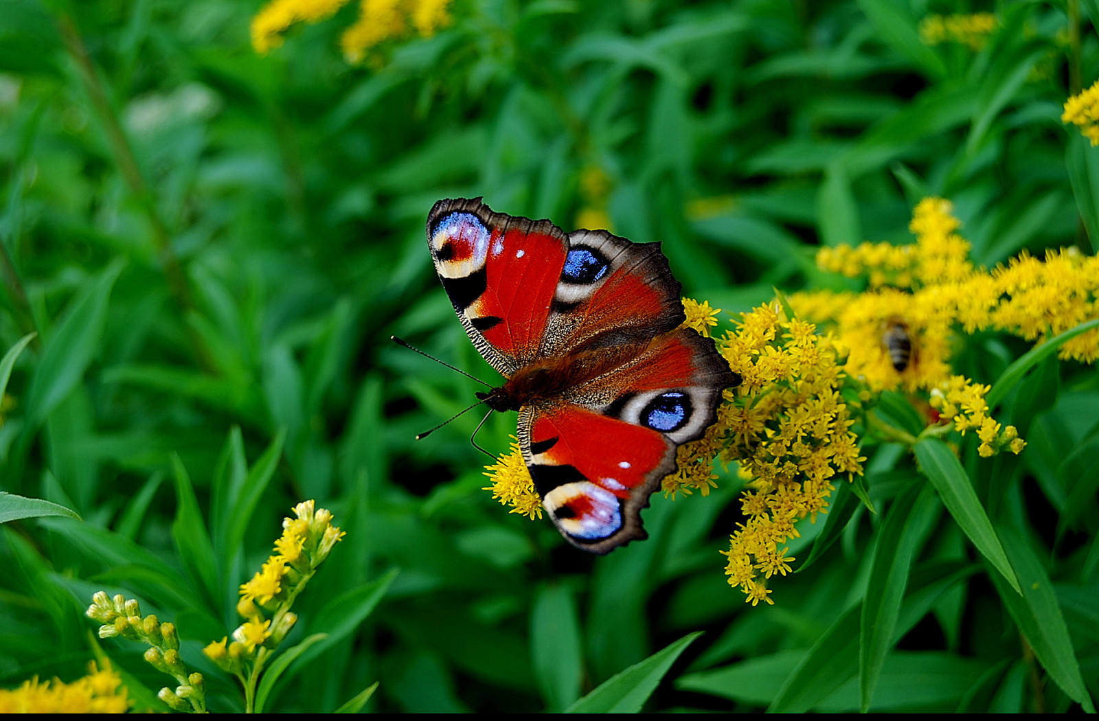 Tapeta motyl_otakarek