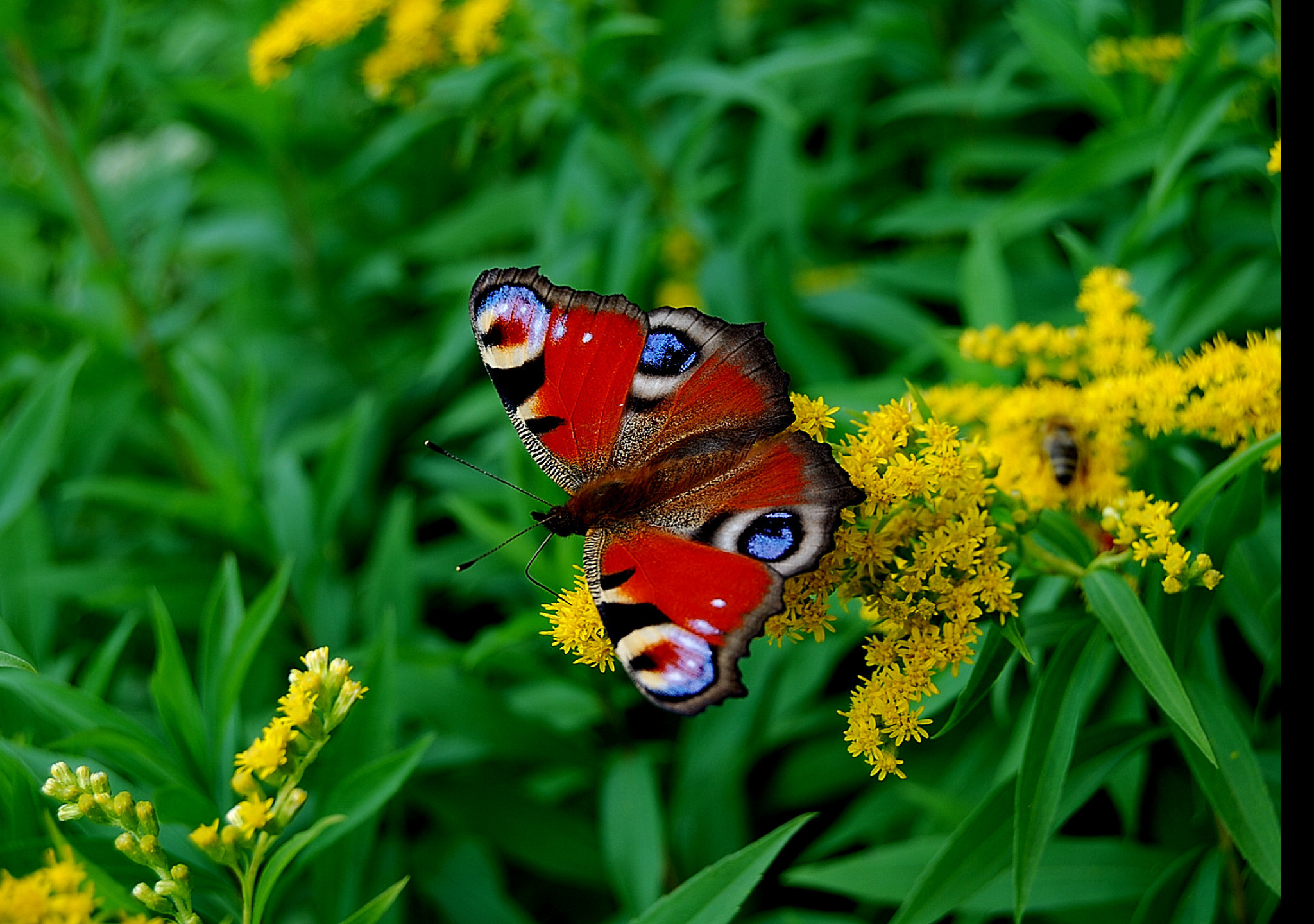 Tapeta motyl_otakarek