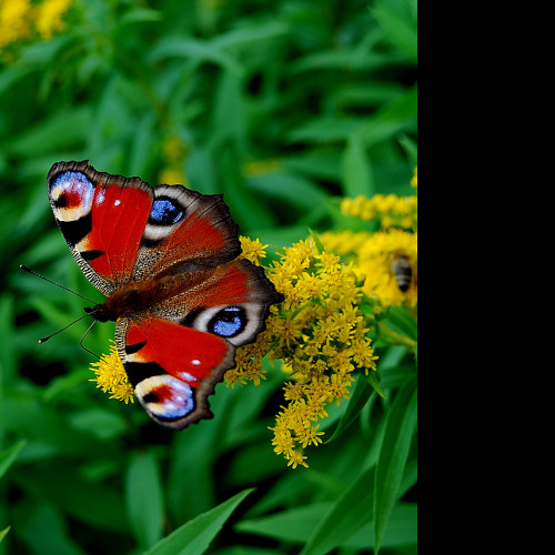 Tapeta motyl_otakarek