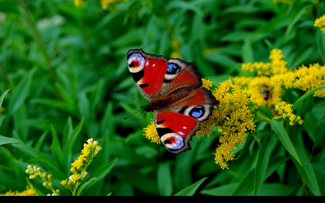 Tapeta motyl_otakarek