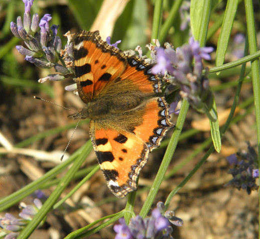 Tapeta motyl_v_kvetu