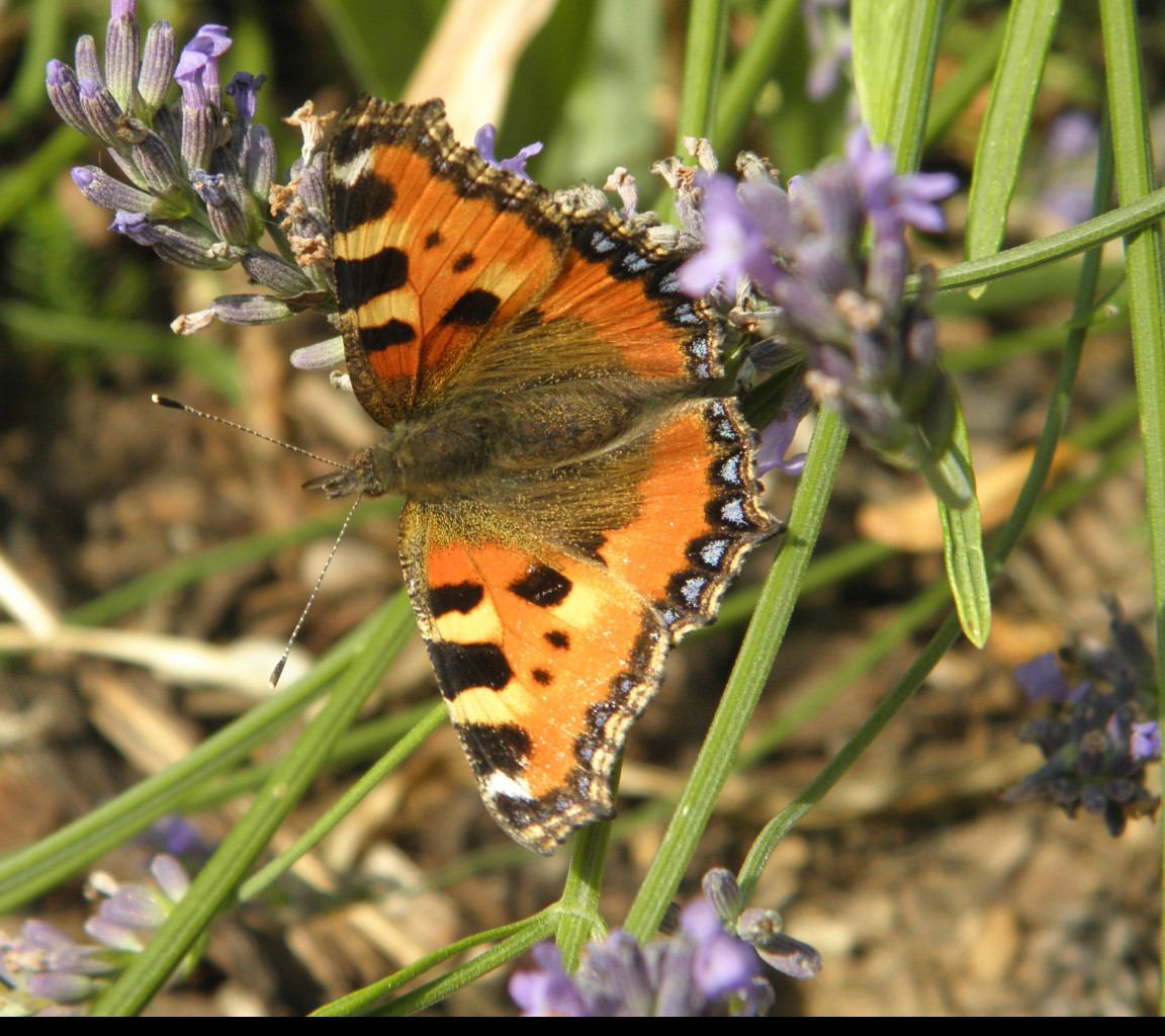 Tapeta motyl_v_kvetu