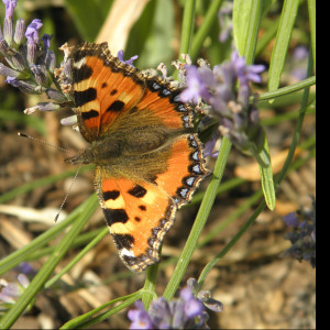 Tapeta motyl_v_kvetu