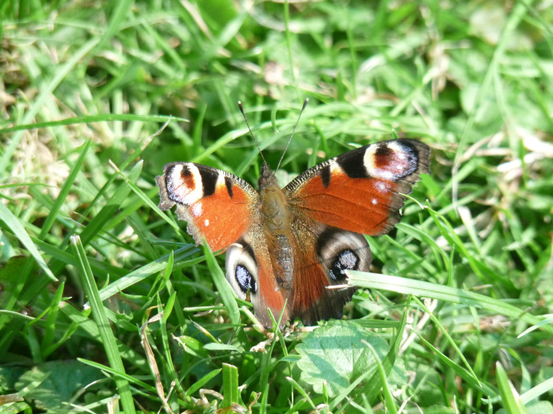 Tapeta motyl_v_trave