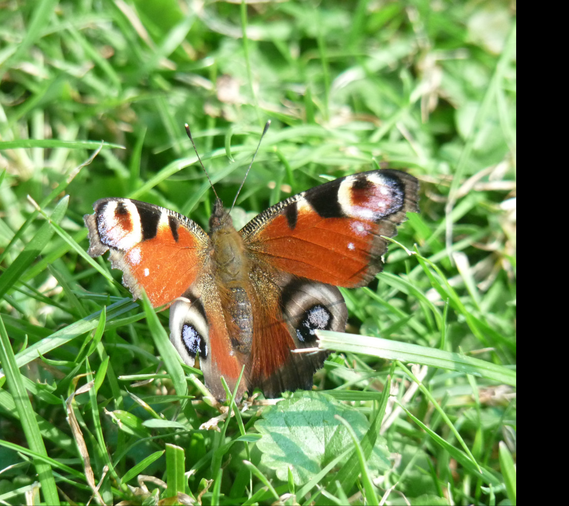 Tapeta motyl_v_trave