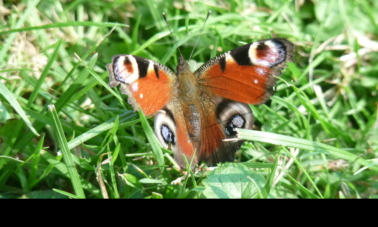 Tapeta motyl_v_trave