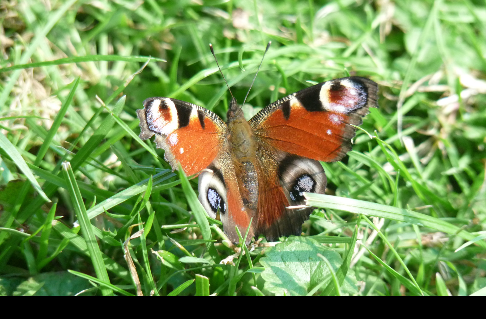 Tapeta motyl_v_trave